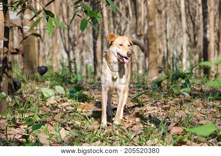 Brown labrador retriever mixed Thai dog looking to his owner in Kao Lham Dam, Kanchanaburi, Thailand.
