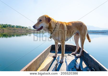 Brown labrador retriever mixed Thai dog looking to his owner in Kao Lham Dam, Kanchanaburi, Thailand.