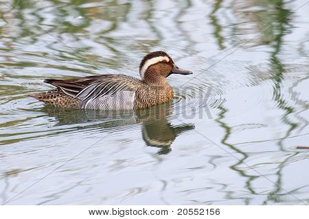 Atlinganden Duck