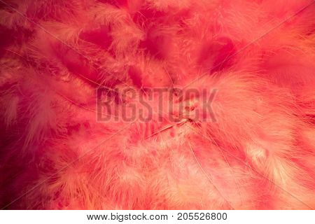 Beautiful Bird Feathers For Decorative Purposes In View