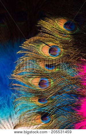 Beautiful Bird Feathers For Decorative Aims