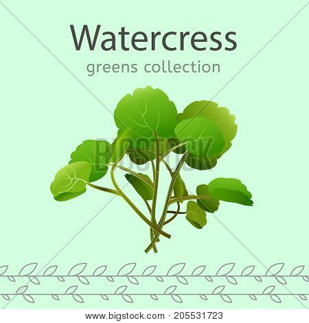 Watercress vector illustration. Beautiful image isolated on a light green background. Greens collection.