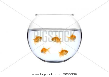 ปลาทองจำนวนมากในชาม
