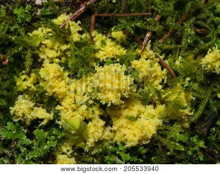 Yellow slime mold in moss close-up selective focus shallow DOF.