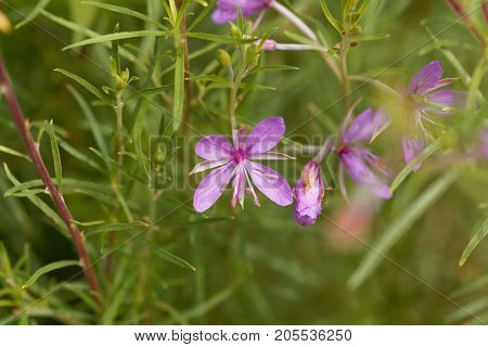 The Willowherb Epilobium Dodonaei