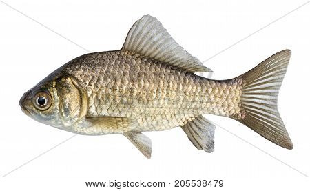 Fish isolated river crucian carp with scales and fins