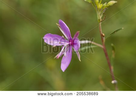 The Willowherb Epilobium Dodonaei