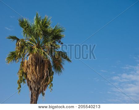 Palm Tree Over Blue Sky