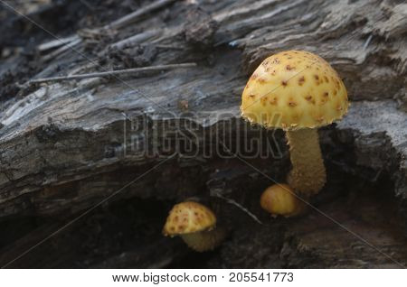 Pholiota aurivella mushroom on an old wood