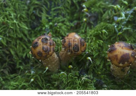 Pholiota aurivella mushroom on an old wood