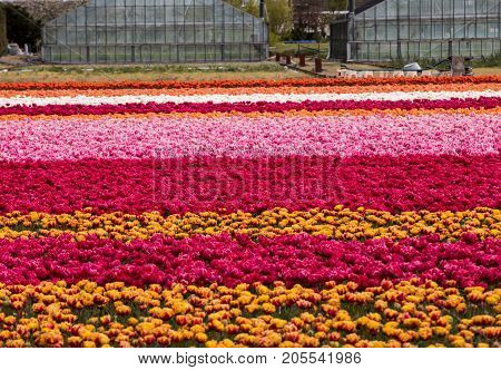 Tulip fields of the Bollenstreek South Holland Netherlands