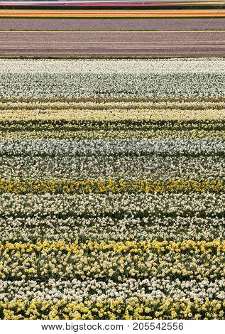 Tulip and hyacinth fields of the Bollenstreek South Holland Netherlands