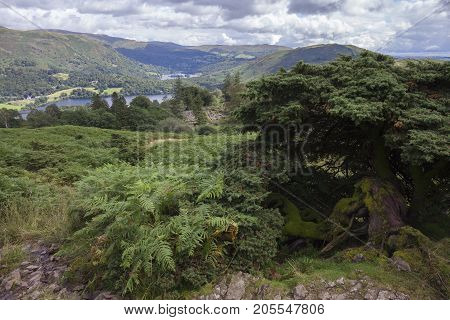 Old Juniper tree on Silver Howe with Grasmere in background Lake District Cumbria England.