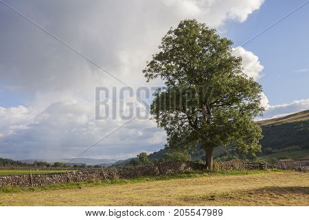 Ash tree WharfedaleYorkshire Dales National Park England.