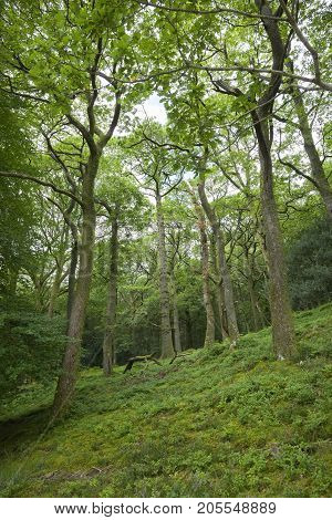Oak woodland on the side of Catbells Ullswater the Lake District Cumbria England.