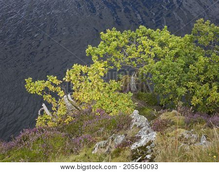Oak and heather growing on the side of Ullswater the Lake District Cumbria England.