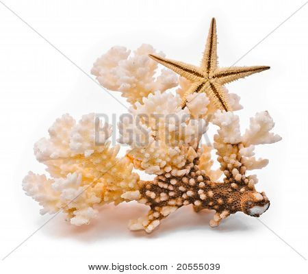 Wit koraal en starfish