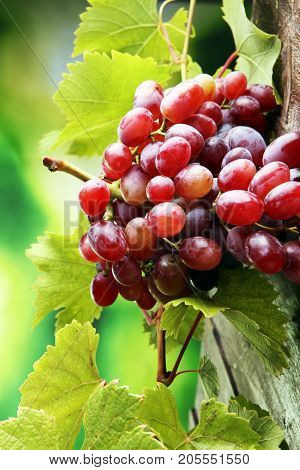 Grapes on wooden table and grape leaves . Healthy fresh fruit wine grapes.
