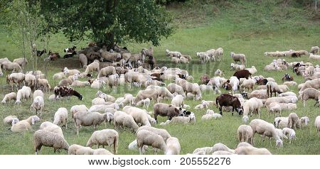 Sheep With Lambs And Goatskins In The Meadow