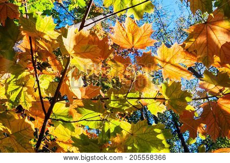 Bright Autumn Landscape. Autumn Tree Leaves The Blue Sky Background.