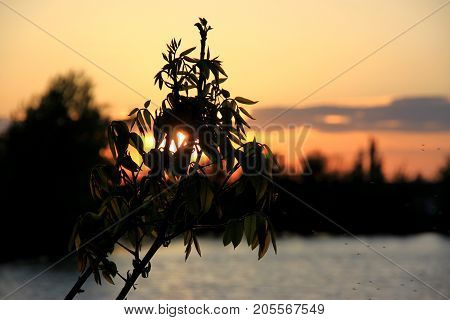 Some bushes on the background of the sunset by the river