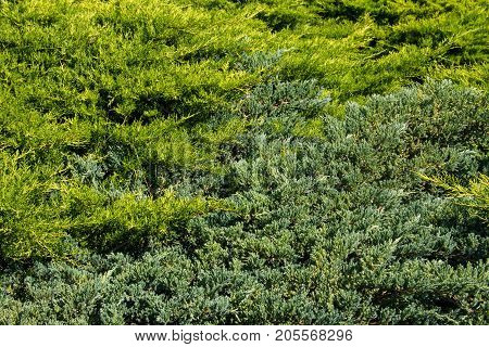 Natural Background Of The Green Juniper Bushes