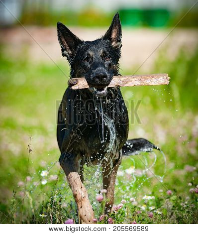 German shepperd dog with stick after water in hot sunny day