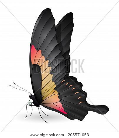 Beautiful butterfly isolated on a white background. Papilio phorcas apple-green swallowtai butterfly. 3D illustration