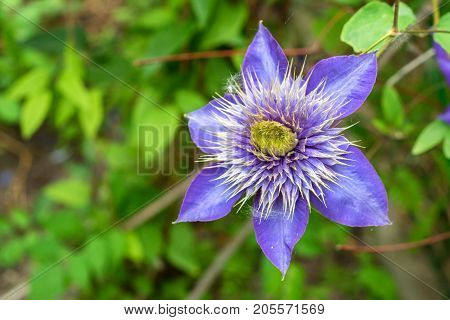 Closeup bright blue flower of blossoming Clematis Jackmanii