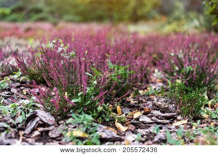 Pink flower of heather plant in the garden. Calluna Vulgaris flowers