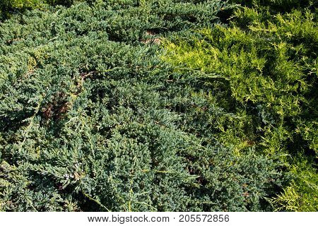 Natural Background Of The Green Juniper Bushes