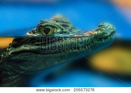 Close up grinning face of young spectacled caiman or Caiman crocodilus in water