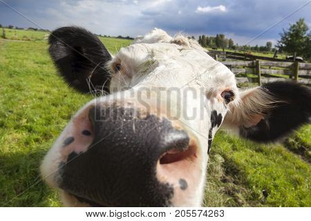 Close-up of a dutch cow head in the meadow of a Dutch polder landscape