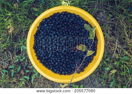 Handpicked aronia berry pile also known as chokeberry a genus of deciduous shrubs