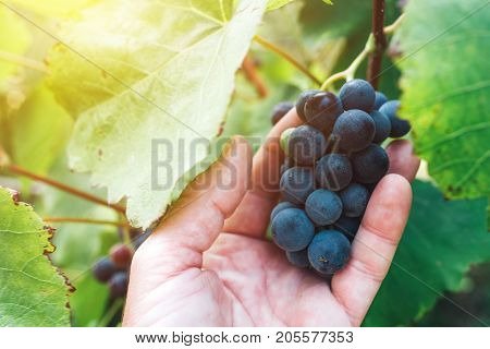 Farmer examining and picking grapes fruit grown in organic grapeyard garden male hand holding ripening fruit
