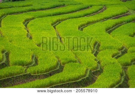 Green Terraces rice field scenery with morning blue sky cloudy at Baan Papongpieng Chiang Mai Thailand