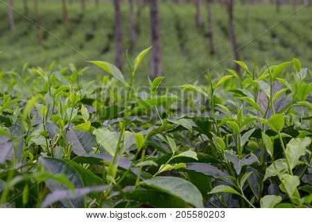 Indian tea plantation in the Darjeeling at cloudy weather