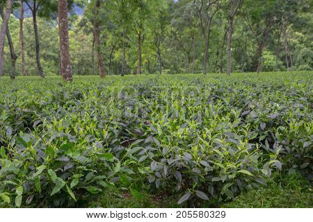 Indian tea plantation in the Darjeeling at cloudy weather