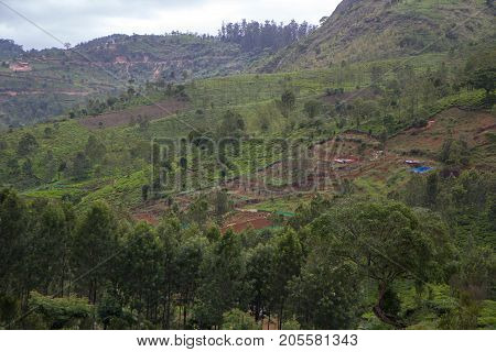 Indian tea plantation in the Nilgiri at cloudy weather