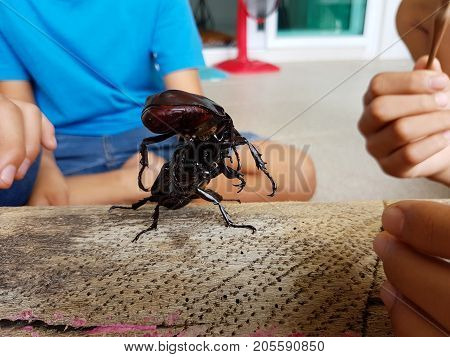 close-up rhinoceros beetle fighting on the wood log
