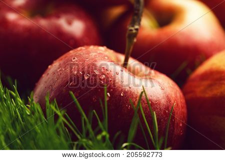 Apple Red Color Fallen On Fresh Green Grass