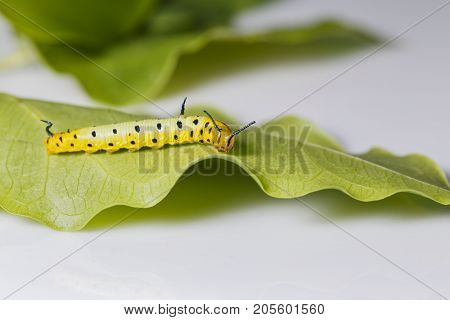 Caterpillar Of Common Maplet Butterfly Hanging On Leaf Of Host Plant