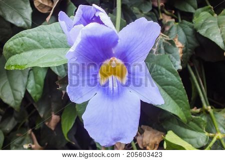 Blue Trumpet Vine, Ecuador, Native to the Amazon
