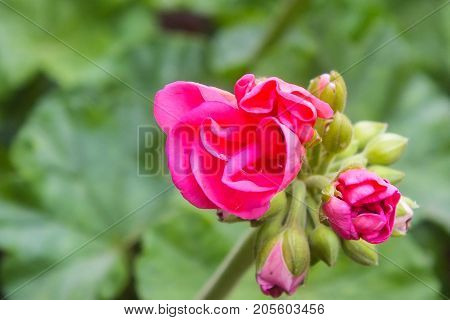 Hot Pink Geranium Bud Opening in the Garden