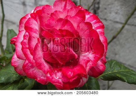 Deep Pink and White Bi-color Rose in the Garden
