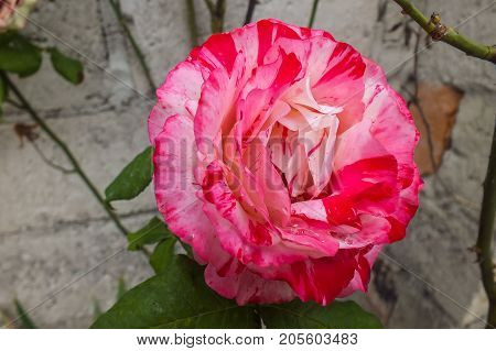 Bright Pink and White Bi-color Rose in the Garden