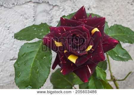 Very Unusual Burgundy and Yellow Bi-color Rose in the Garden