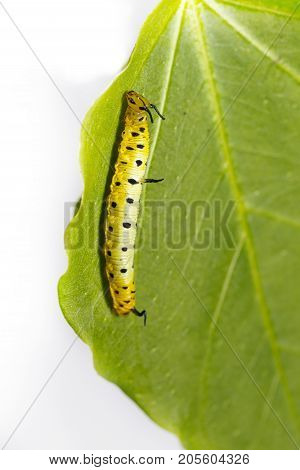 Caterpillar Of Common Maplet Butterfly Hanging On Leaf Of Host Plant