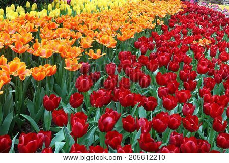 Tulips Pako and Strong Yellow in full bloom