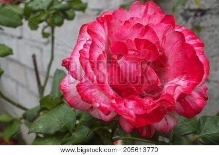 Deep Pink and Whit Bi-color Rose in a Garden Bed